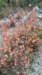 Hibiscus rosa-sinensis