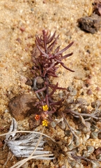 Quinchamalium chilense