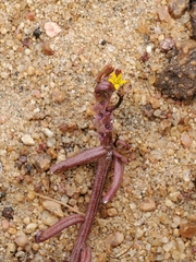 Quinchamalium chilense