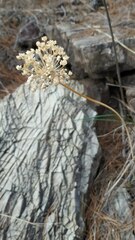 Allium neapolitanum