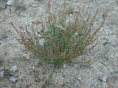 Haloragis eyreana