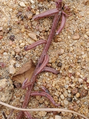Quinchamalium chilense