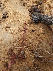 Quinchamalium chilense