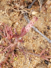Quinchamalium chilense
