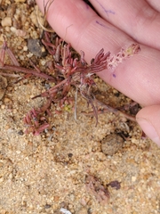 Quinchamalium chilense