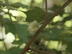 Chorilaena quercifolia