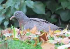 Columba palumbus