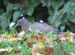 Columba palumbus