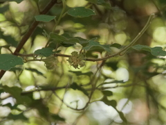 Chorilaena quercifolia