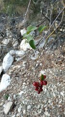 Smilax aspera