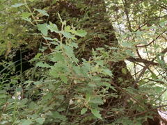 Chorilaena quercifolia