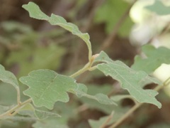 Chorilaena quercifolia