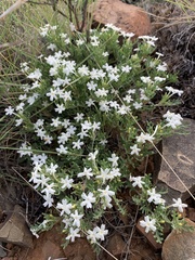 Jamesbrittenia tysonii
