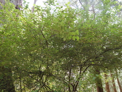 Chorilaena quercifolia