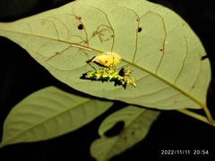 Callibia diana
