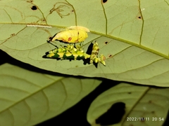 Callibia diana