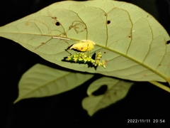 Callibia diana