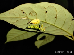 Callibia diana