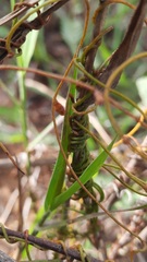 Cassytha filiformis