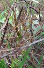 Cassytha filiformis