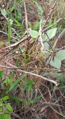 Cassytha filiformis