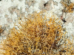 Teloschistes flavicans