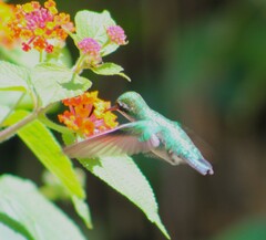 Chlorostilbon mellisugus