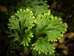 Selaginella intermedia