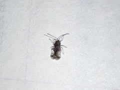 Stephanitis pyrioides