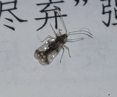 Stephanitis pyrioides