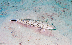 Parapercis hexophtalma