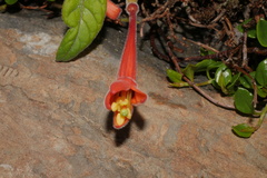 Fuchsia apetala
