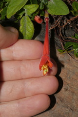 Fuchsia apetala