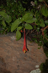 Fuchsia apetala
