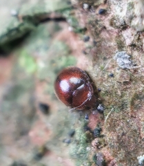 Coccinelloidea