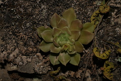 Echeveria whitei