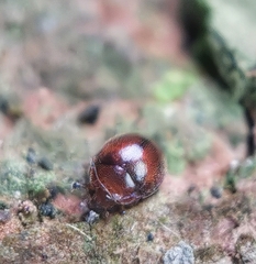 Coccinelloidea