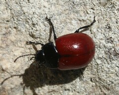 Chrysolina lutea