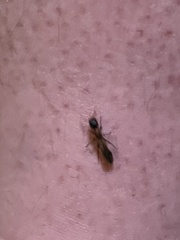 Tetraponera rufonigra