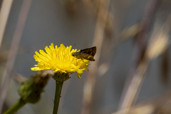 Taractrocera papyria