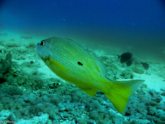 Lutjanus fulviflamma