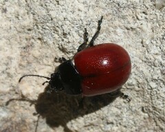 Chrysolina lutea