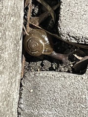 Macrochlamys hippocastaneum