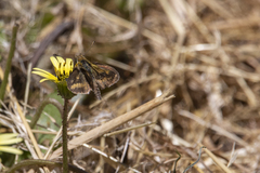 Taractrocera papyria