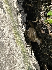 Macrochlamys hippocastaneum