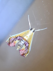 Agathodes ostentalis