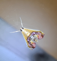 Agathodes ostentalis