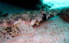 Papilloculiceps longiceps