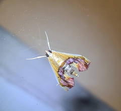 Agathodes ostentalis