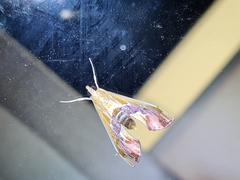 Agathodes ostentalis